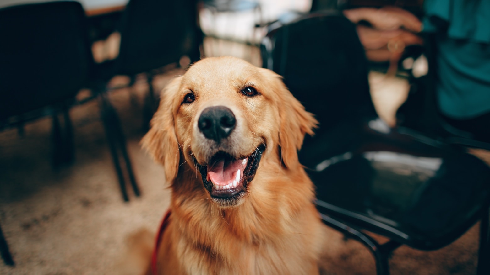 Golden retrievers are sweet but not always the sharpest tool in the shed.