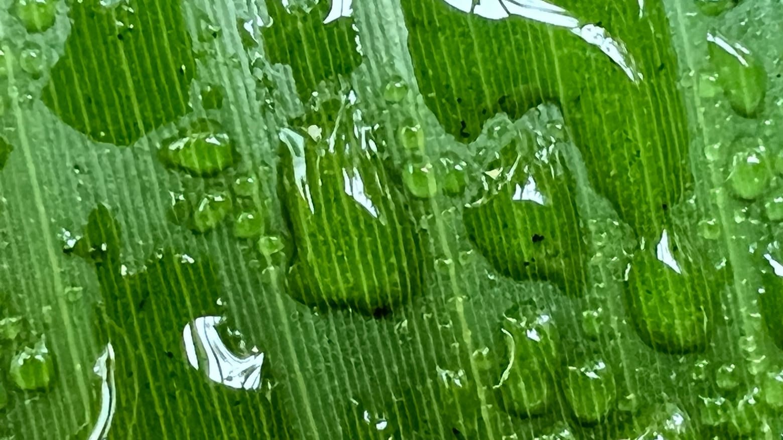 These stunning macro photos will sell you on iPhone 13 Pro