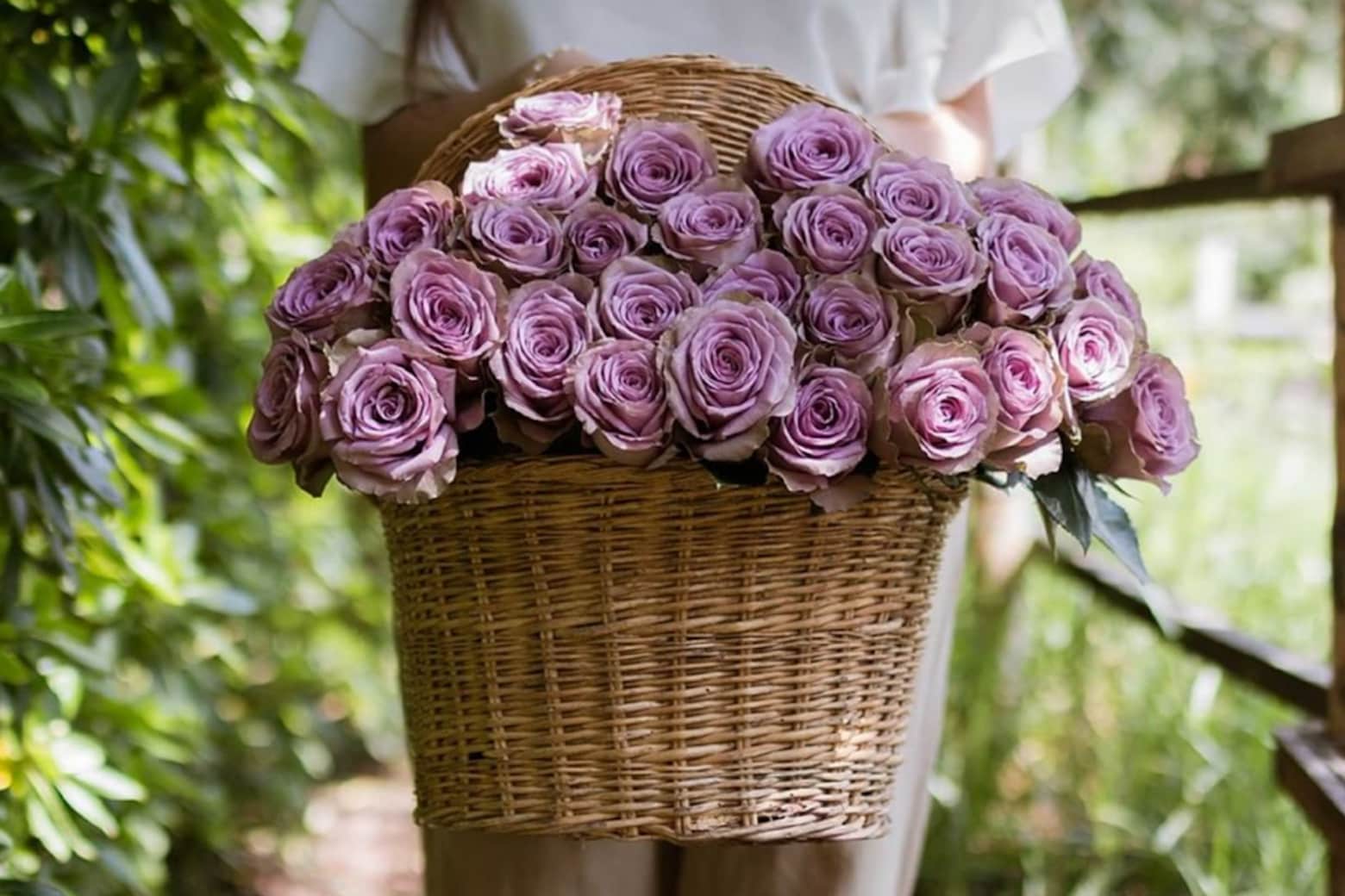 Get a huge bouquet of 24 roses for less than $40 today.