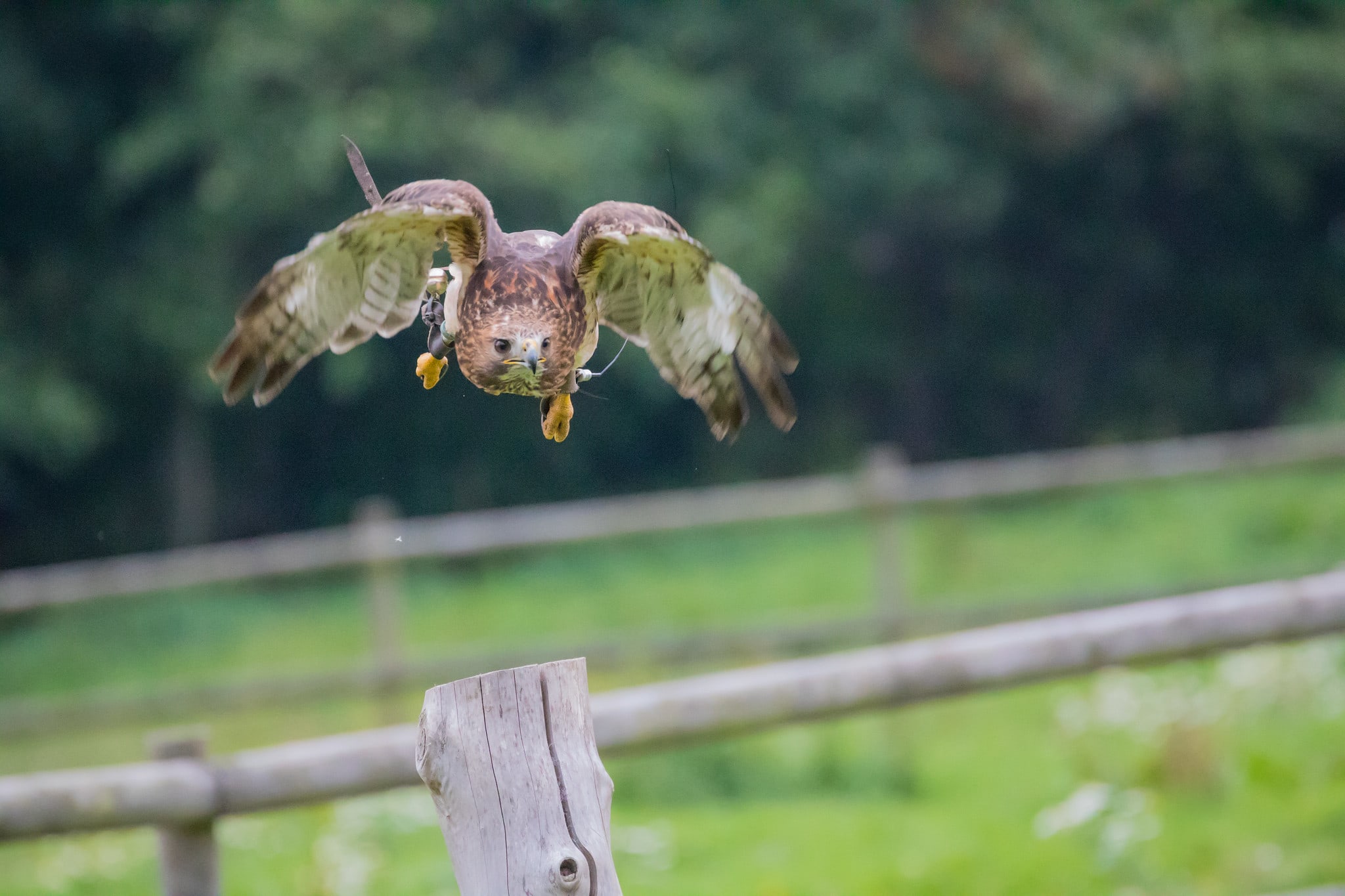 Super telephoto photo of a hawk