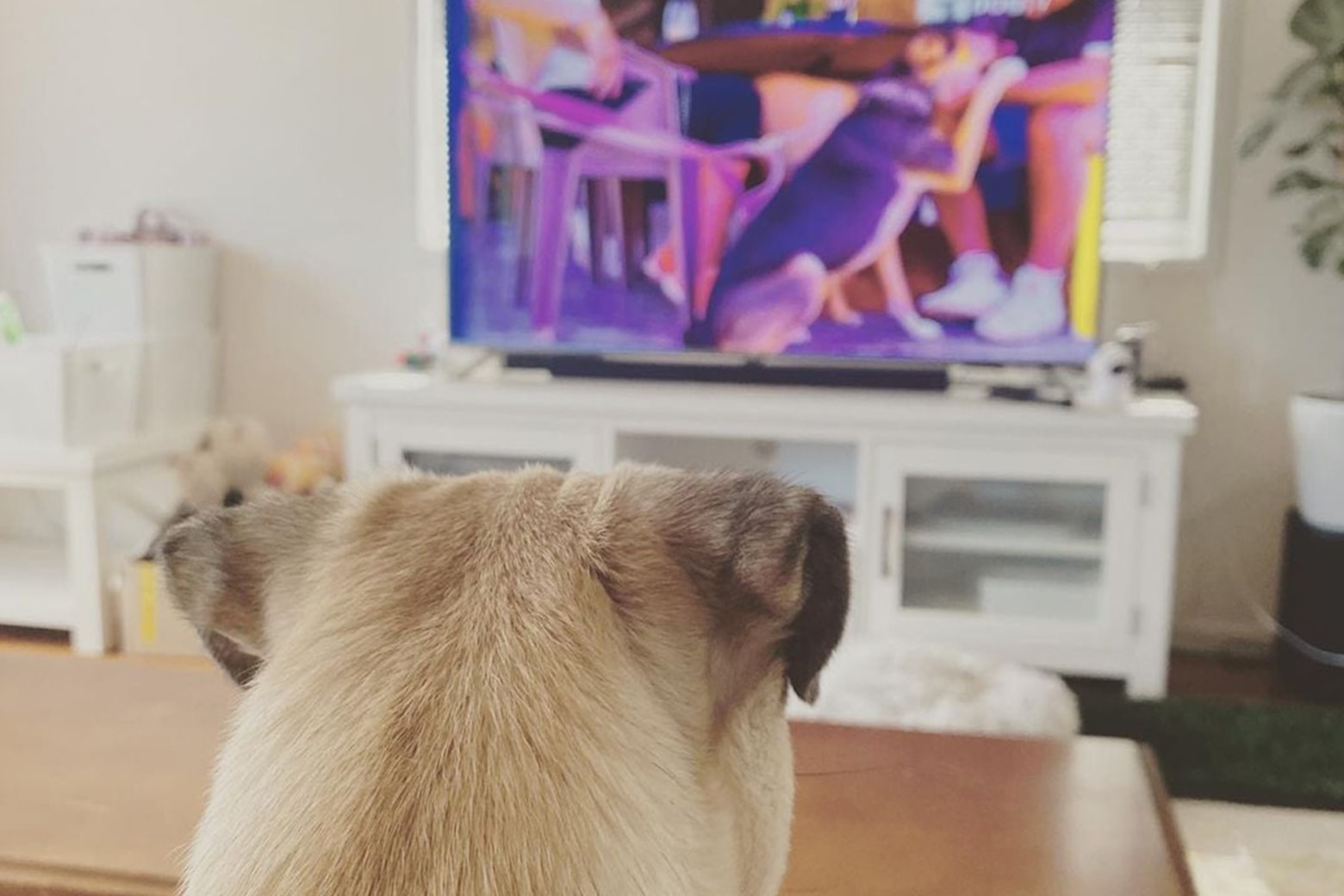 Get the best price online for a lifetime of TV made just for your dog.
