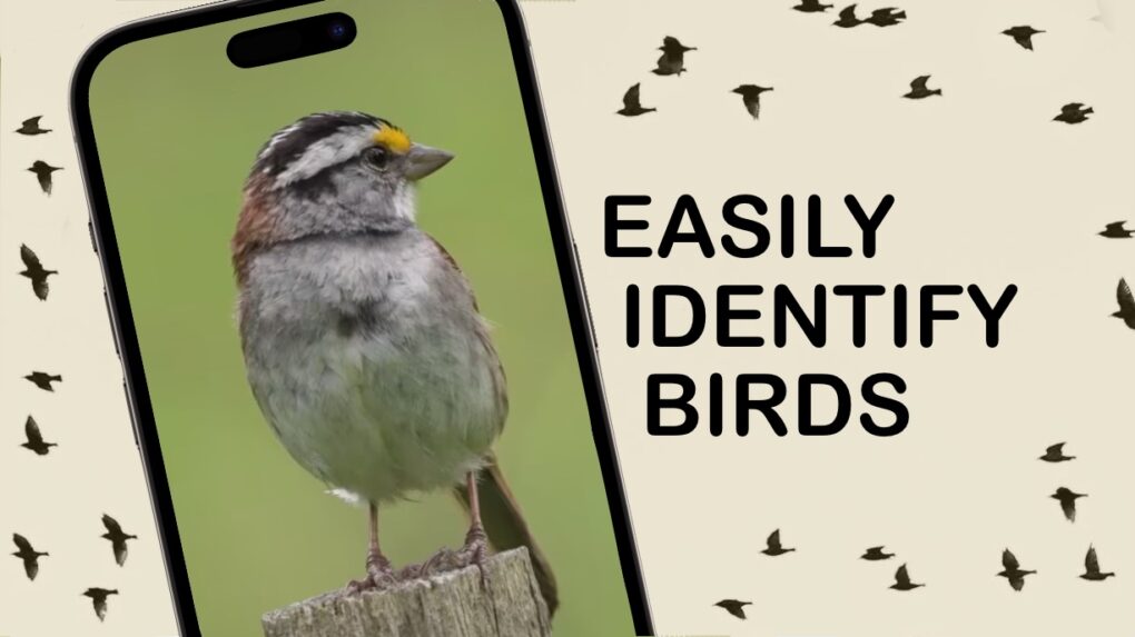 Merlin Bird ID