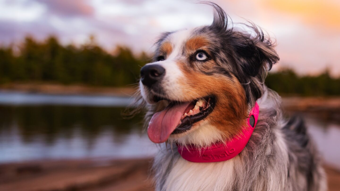 Halo Collar 5 review